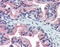 Transmembrane 9 Superfamily Member 3 antibody, TA317428, Origene, Immunohistochemistry frozen image 