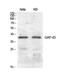 Growth Associated Protein 43 antibody, STJ93214, St John