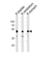 COBW Domain Containing 1 antibody, abx034883, Abbexa, Western Blot image 