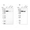 Niban Apoptosis Regulator 2 antibody, PA5-55049, Invitrogen Antibodies, Western Blot image 