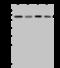 TGF-Beta Activated Kinase 1 (MAP3K7) Binding Protein 1 antibody, 203305-T36, Sino Biological, Western Blot image 