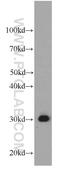 Enoyl-CoA Hydratase, Short Chain 1 antibody, 66117-1-Ig, Proteintech Group, Western Blot image 