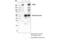 Eukaryotic Translation Initiation Factor 2 Alpha Kinase 4 antibody, 40457S, Cell Signaling Technology, Immunoprecipitation image 