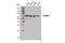 Negative Elongation Factor Complex Member B antibody, 14894S, Cell Signaling Technology, Western Blot image 