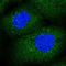 Protein Phosphatase 1 Regulatory Subunit 21 antibody, NBP1-86582, Novus Biologicals, Immunofluorescence image 