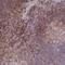 Coronin 7 antibody, NBP2-33687, Novus Biologicals, Immunohistochemistry paraffin image 