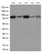 ASH2 Like, Histone Lysine Methyltransferase Complex Subunit antibody, LS-C795711, Lifespan Biosciences, Western Blot image 