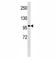 TLE Family Member 4, Transcriptional Corepressor antibody, F40001-0.4ML, NSJ Bioreagents, Western Blot image 