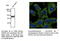 Autophagy Related 12 antibody, AB0083-200, SICGEN, Western Blot image 