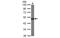 Creatine Kinase, M-Type antibody, MBS835053, MyBioSource, Western Blot image 