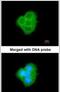 BCLB antibody, PA5-22190, Invitrogen Antibodies, Immunofluorescence image 