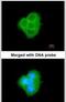 BCL2 Like 10 antibody, PA5-22190, Invitrogen Antibodies, Immunofluorescence image 