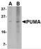 BCL2 Binding Component 3 antibody, PM-4523, ProSci Inc, Western Blot image 