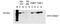 Lysyl Oxidase antibody, PA5-23001, Invitrogen Antibodies, Western Blot image 