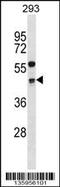 Cyclin G2 antibody, 58-656, ProSci, Western Blot image 