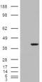 Aryl Hydrocarbon Receptor Interacting Protein antibody, EB07776, Everest Biotech, Western Blot image 