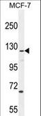 CASK Interacting Protein 2 antibody, LS-C168324, Lifespan Biosciences, Western Blot image 