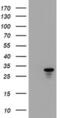 Pseudouridine 5'-Phosphatase antibody, MA5-25440, Invitrogen Antibodies, Western Blot image 