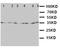 Translocation Associated Membrane Protein 1 antibody, LS-C313140, Lifespan Biosciences, Western Blot image 