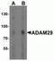 ADAM Metallopeptidase Domain 29 antibody, NBP2-81697, Novus Biologicals, Western Blot image 