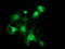 SLIM1 antibody, TA501279, Origene, Immunofluorescence image 