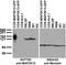 Mixed lineage kinase antibody, 73-356, Antibodies Incorporated, Western Blot image 