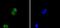 Histone Cluster 4 H4 antibody, A14495-2, Boster Biological Technology, Immunocytochemistry image 