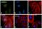 Cyclin A2 antibody, MA1-154, Invitrogen Antibodies, Immunofluorescence image 