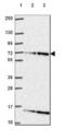 Ephrin B2 antibody, NBP2-49646, Novus Biologicals, Western Blot image 