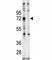 Ubiquilin 1 antibody, F40117-0.4ML, NSJ Bioreagents, Western Blot image 