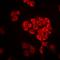 Dehydrogenase/Reductase 9 antibody, orb378030, Biorbyt, Immunofluorescence image 