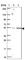 Ring Finger Protein, Transmembrane 2 antibody, HPA064161, Atlas Antibodies, Western Blot image 