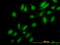 NIMA Related Kinase 3 antibody, LS-C197766, Lifespan Biosciences, Immunofluorescence image 