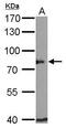 BCL2 Associated Athanogene 3 antibody, PA5-27696, Invitrogen Antibodies, Western Blot image 