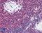 Macrophage Migration Inhibitory Factor antibody, LS-B2186, Lifespan Biosciences, Immunohistochemistry frozen image 