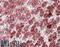 Aspartoacylase antibody, 42-444, ProSci, Western Blot image 