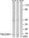 TSC22 Domain Family Member 1 antibody, A06397-1, Boster Biological Technology, Western Blot image 