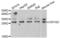 Crystallin Gamma D antibody, abx004390, Abbexa, Western Blot image 