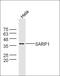 Secreted Frizzled Related Protein 2 antibody, orb1540, Biorbyt, Western Blot image 