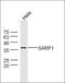 Secreted Frizzled Related Protein 2 antibody, orb1540, Biorbyt, Western Blot image 