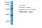 GTPase Activating Rap/RanGAP Domain Like 3 antibody, A16142, Boster Biological Technology, Western Blot image 