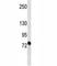 ATP Binding Cassette Subfamily B Member 10 antibody, F49435-0.4ML, NSJ Bioreagents, Western Blot image 