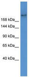 ATP Binding Cassette Subfamily A Member 7 antibody, TA331841, Origene, Western Blot image 