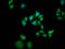 SOS Ras/Rac Guanine Nucleotide Exchange Factor 1 antibody, LS-C681428, Lifespan Biosciences, Immunofluorescence image 