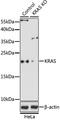 KRAS Proto-Oncogene, GTPase antibody, LS-C747791, Lifespan Biosciences, Western Blot image 