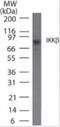 Inhibitor Of Nuclear Factor Kappa B Kinase Subunit Beta antibody, NB100-56513, Novus Biologicals, Flow Cytometry image 