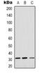 OTU Deubiquitinase, Ubiquitin Aldehyde Binding 1 antibody, LS-C368779, Lifespan Biosciences, Western Blot image 