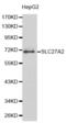 Solute Carrier Family 27 Member 2 antibody, abx001000, Abbexa, Western Blot image 
