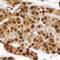 Mucin 1, Cell Surface Associated antibody, AF6298, R&D Systems, Immunohistochemistry frozen image 