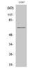 Paxillin antibody, STJ94970, St John